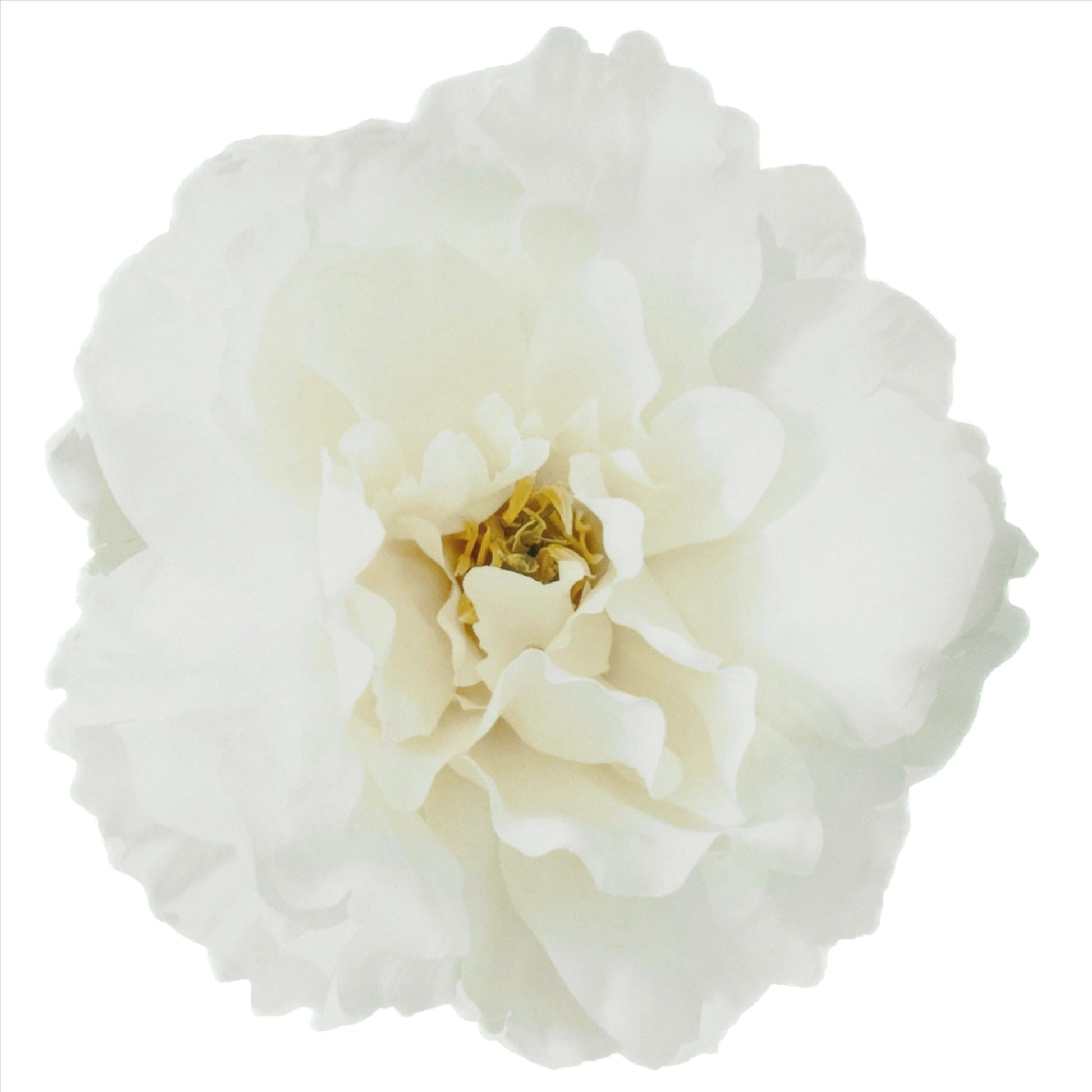 Caoba White Carnation Placemat