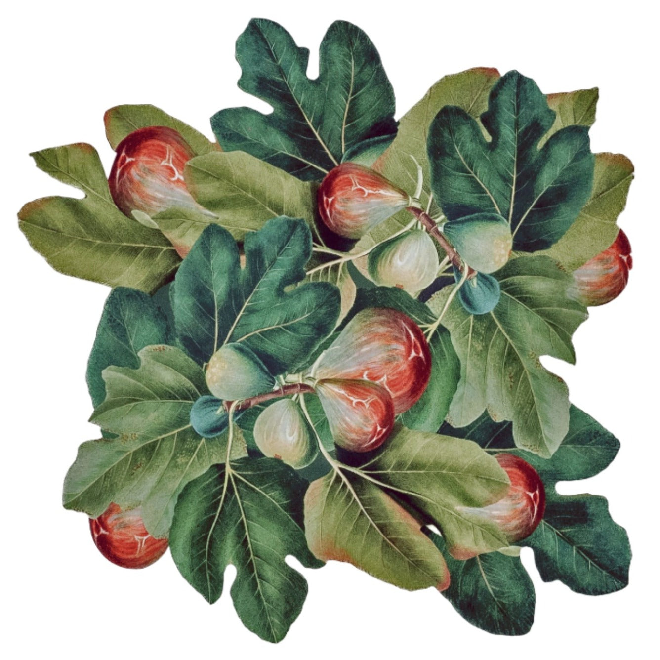 Caoba Fig Placemat