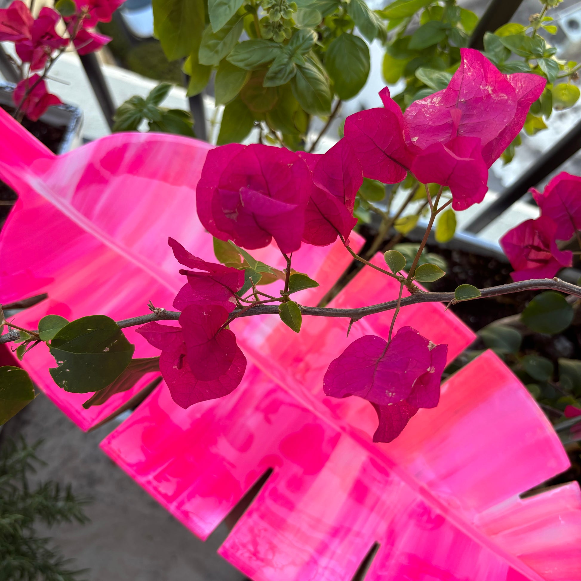 Num Pink Leaf Tray